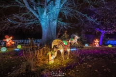 MetzByNight_SentiersLanternes2020_009